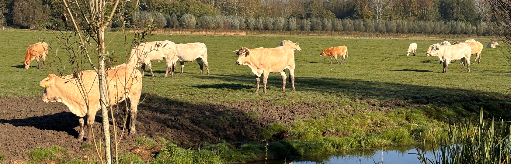 Mestverwerking Duurzame oplossing voor mestverwerking